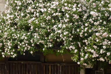 Beyaz kıvırcık güller. Beyaz güllü bahçe