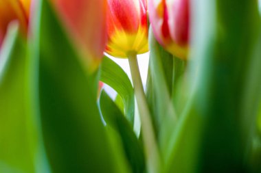 Bahar bahçesinde renkli laleler.