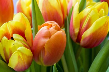 Bahar bahçesinde renkli laleler.