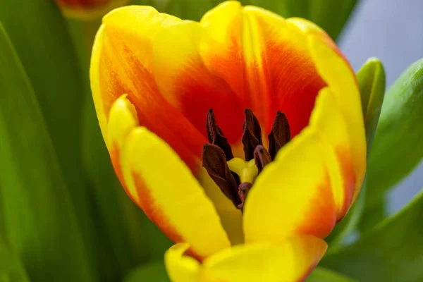 stock image Colorful tulips in the spring garden.