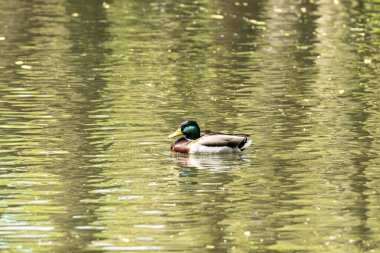 Ördek gölde yüzüyor..