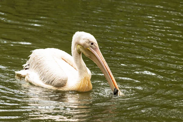 stock image Pelican swimming on the lake.