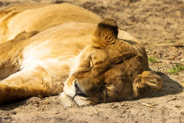 Une Lionne Reposante Sur Sable Chauffé — Photo
