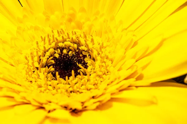 Makroaufnahme Einer Blume Sommer — Stockfoto