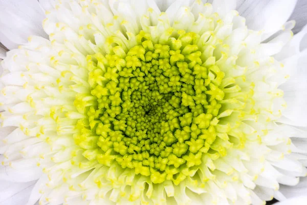 Macro Photo Flower Summer — Stock Photo, Image