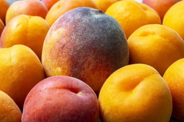 Tahta bir masada taze kayısılar..