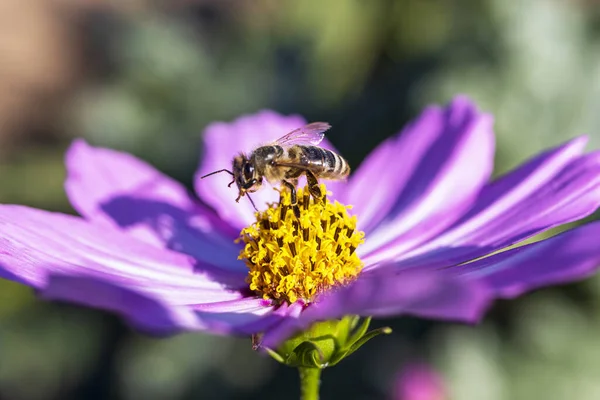 Пчела Собирает Пыльцу Цветка Солнечный День — стоковое фото