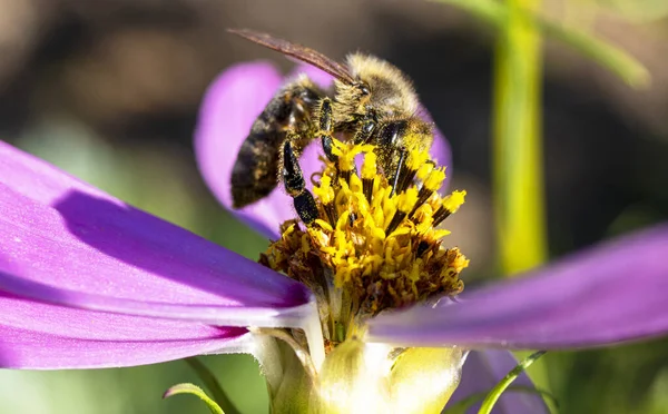 Пчела Собирает Пыльцу Цветка Солнечный День — стоковое фото
