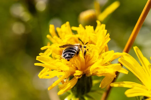 Пчела Собирает Пыльцу Цветах Лугу — стоковое фото
