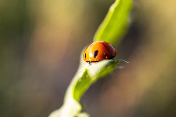 Ladybug Στην Άγρια Φύση Πράσινο Γρασίδι — Φωτογραφία Αρχείου