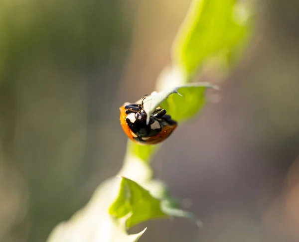 Ladybug Wild Green Grass — Stock Photo, Image