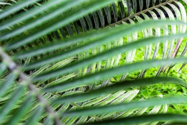 Güneşli bir yaz gününde doğanın renklerinin güzelliği.