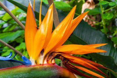 Güneşli bir yaz gününde doğanın renklerinin güzelliği.