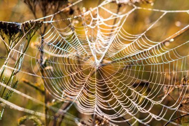 Bir sonbahar sabahında bir örümcek ağı.