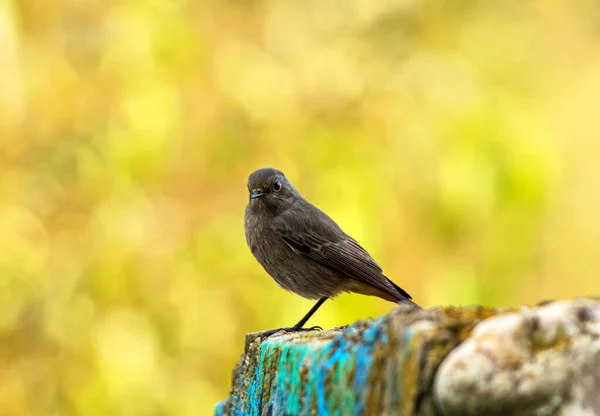 Aves Silvestres Durante Otoño — Foto de Stock