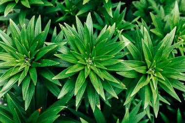 green leaves background, nature background