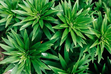 yeşil yaprak dokusu arkaplanı