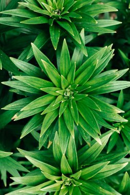 Yeşil bitki arkaplan bırakır