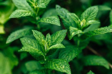 Bahçede taze yeşil nane yaprakları, makro.