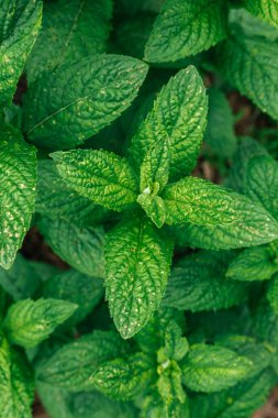 Taze nane bitkisinin manzarasını kapat.