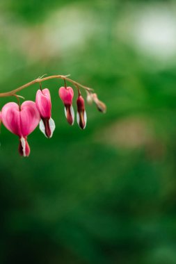 Bahçedeki güzel pembe çiçekler