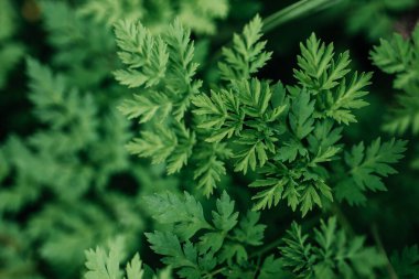 Bahçedeki yeşil çimenler