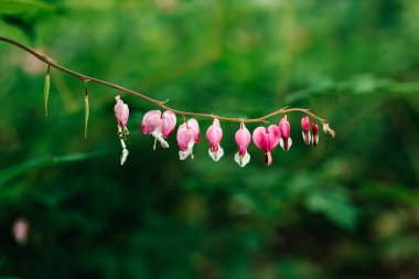 Bahçede güzel bahar çiçekleri