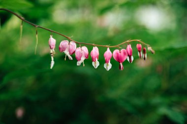 Pembe çiçek kapatın