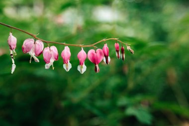 Manolya ağacının güzel pembe çiçekleri baharda