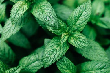 Su damlalı taze yeşil yapraklar.