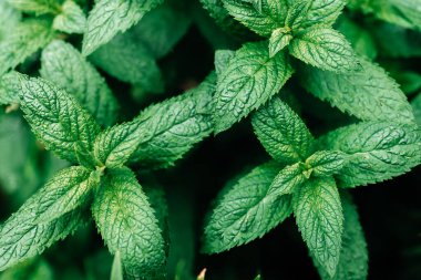 Taze yeşil nane yaprakları, closeup
