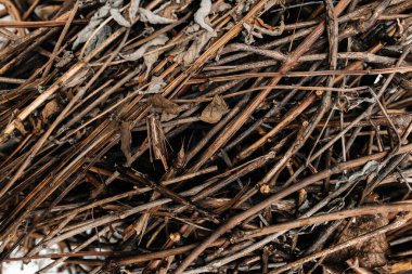 Ağacın kuru dallarının arkaplanı