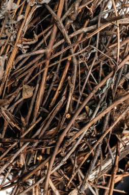 ağacın kuru dalları.