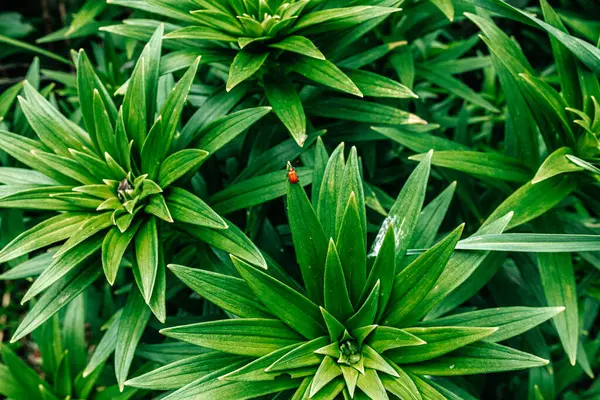 Bahçede yeşil yapraklar