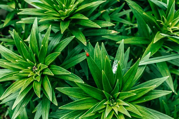 Yeşil yapraklar ve kırmızı böğürtlenlerin yakın görüntüsü