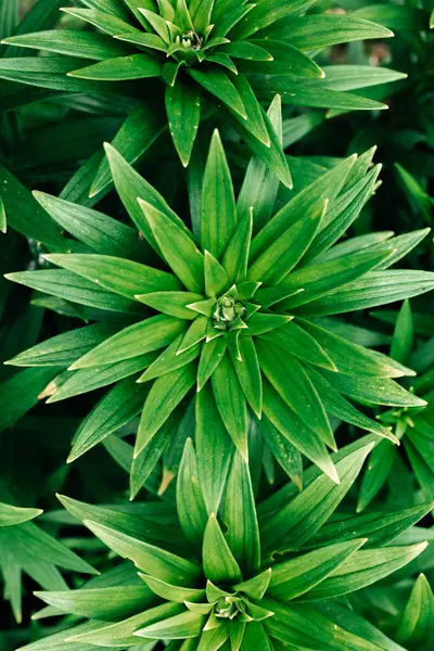 Yeşil bitki arkaplan bırakır