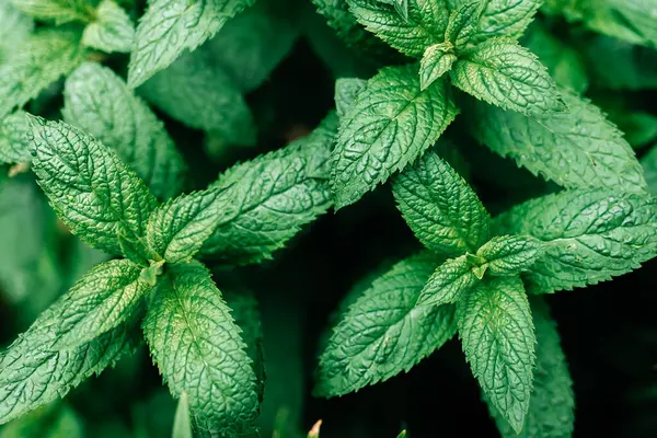 Taze yeşil nane yaprakları, closeup