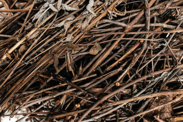 Ağacın kuru dallarının arkaplanı