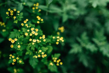 Güzel botanik fotoğrafı, doğal duvar kağıdı.,
