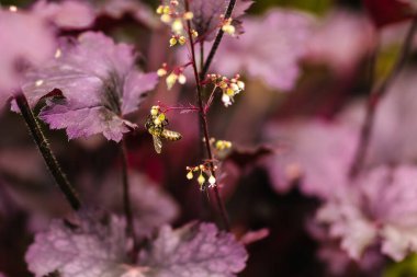 Güzel botanik fotoğrafı, doğal duvar kağıdı.,