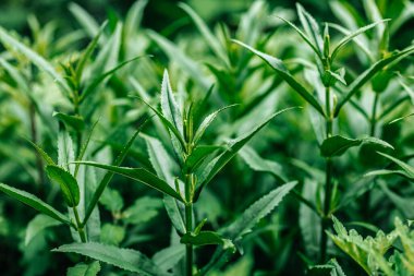 Güzel botanik fotoğrafı, doğal duvar kağıdı.,