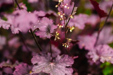 Güzel botanik fotoğrafı, doğal duvar kağıdı.,