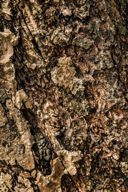 Güzel botanik fotoğrafı, doğal duvar kağıdı.,