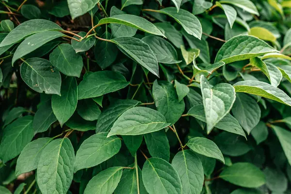 Güzel botanik fotoğrafı, doğal duvar kağıdı.,