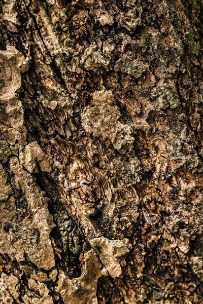 Güzel botanik fotoğrafı, doğal duvar kağıdı.,