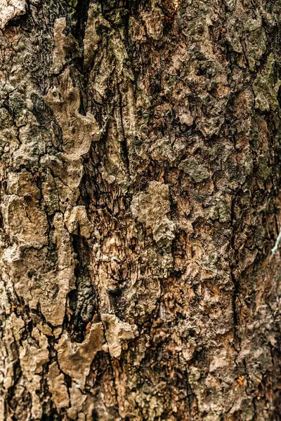 Güzel botanik fotoğrafı, doğal duvar kağıdı.,
