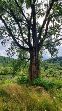 Dağlarda bir nehrin üzerinde bir ağaç.