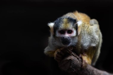 Titi Maymunu Doğal Ortamı İçin Dinleniyor