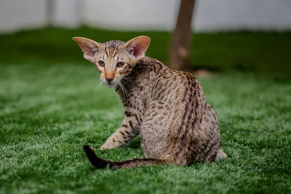 Slender oriental breed cat sits on the grass turns around and looks at camera. Rear view, Horizontal