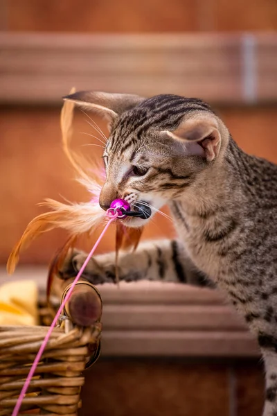 Oriental breed cat plays with cat toy in blur home background. Vertical